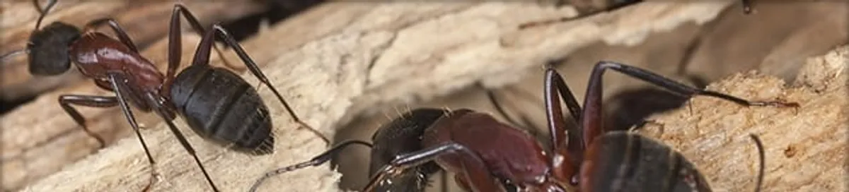 Close-up of ants on wood showing an active ant infestation in Pasadena, CA
