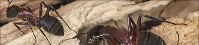 Close-up of ants on wood showing an active ant infestation in Pasadena, CA