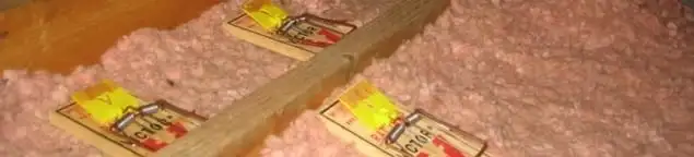 Mouse traps placed in an attic for rodent control in Pasadena, CA