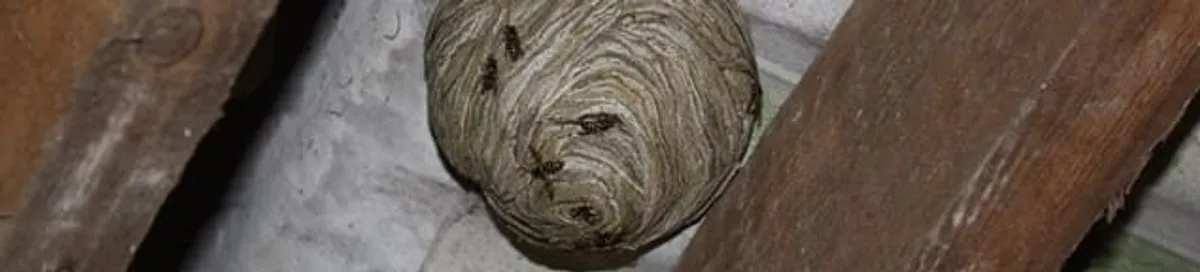 Wasp nest in an attic space, a common home infestation risk in Pasadena, CA