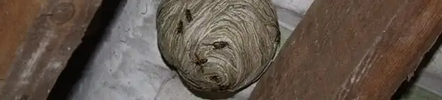 Wasp nest in an attic space, a common home infestation risk in Pasadena, CA