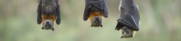 Bats roosting together, a common sign of a bat infestation in Pasadena, CA
