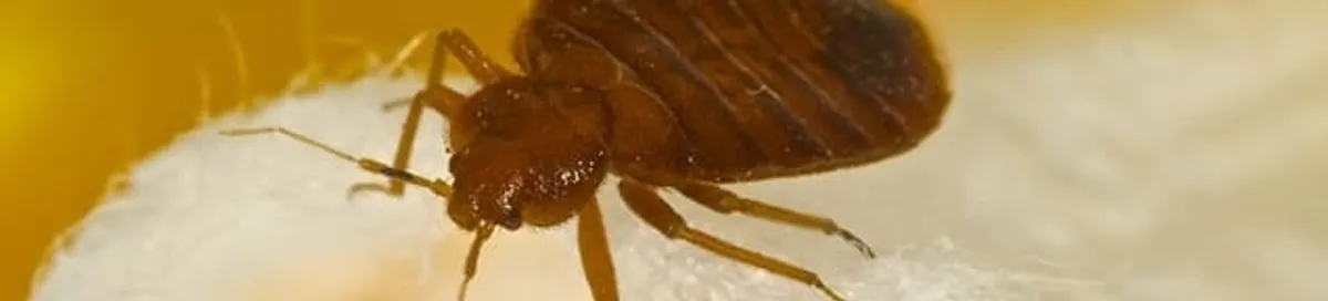 Close-up of a bed bug, a sign of an active infestation in Pasadena, CA