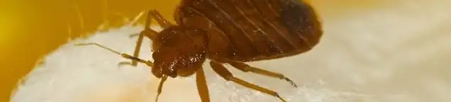 Close-up of a bed bug, a sign of an active infestation in Pasadena, CA