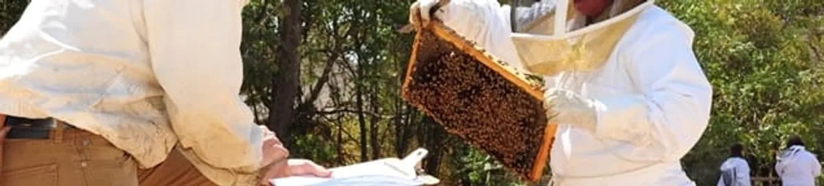 Bee removal specialists relocating a hive and honeycomb safely in Pasadena, CA