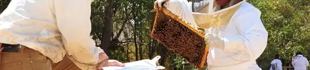 Bee removal specialists relocating a hive and honeycomb safely in Pasadena, CA