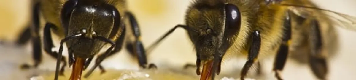 Close-up of honey bees, a sign of a nearby hive in Pasadena, CA