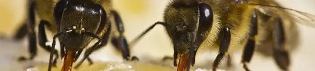 Close-up of honey bees, a sign of a nearby hive in Pasadena, CA