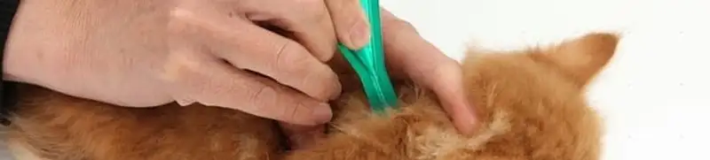 Flea treatment for pets using a flea comb, a sign of flea problems in Pasadena, CA