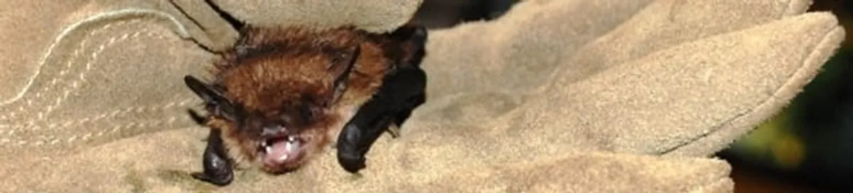 Bat removal specialist holding a bat safely during humane exclusion in Pasadena, CA