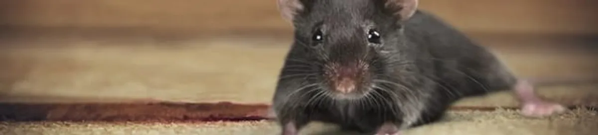 Mouse indoors, a common sign of a rodent infestation in Pasadena, CA