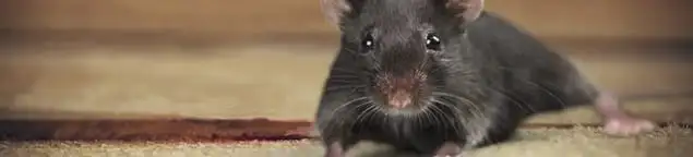 Mouse indoors, a common sign of a rodent infestation in Pasadena, CA