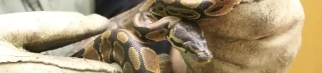 Snake removal specialist safely handling a snake with protective gloves in Pasadena, CA