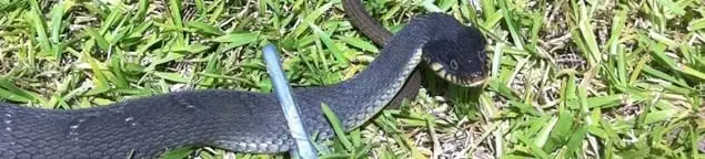 Snake in a yard, a common sign of a snake problem near a home in Pasadena, CA