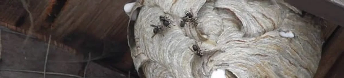 Close-up of a wasp nest with active wasps, a sign of an infestation in Pasadena, CA