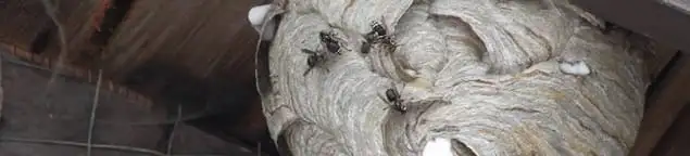 Close-up of a wasp nest with active wasps, a sign of an infestation in Pasadena, CA